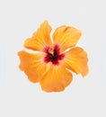 Yellow-orange hibiscus flower, isolated on white background. Picture with path. Royalty Free Stock Photo