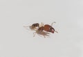 Yellow orange honey ant Royalty Free Stock Photo