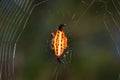 Yellow and orange horned star spider Gasteracantha thorelli sitting in a spiders web, Madagascar