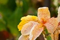 Yellow-orange, hybrid Lilly Royalty Free Stock Photo