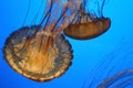 Yellow and Orange Jelly Fish (Jellyfish or jellies ) in the buue sea. Colorful world Royalty Free Stock Photo