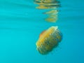 Yellow and orange Jellyfish dansing in the blue sea water. Mediterranean Jellyfish Royalty Free Stock Photo