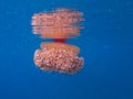 Yellow and orange Jellyfish dansing in the blue sea water. Mediterranean Jellyfish Royalty Free Stock Photo