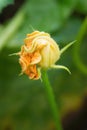 Yellow - orange just unfolding young flower of blooming pumpkin. Detail of gourd in blossom in homemade garden. Close up. Royalty Free Stock Photo