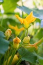 Yellow - orange just unfolding young flower of blooming pumpkin. Detail of gourd in blossom in homemade garden. Close up. Royalty Free Stock Photo