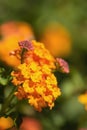 Yellow orange Lantana flowers