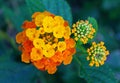 Yellow and orange Lantana