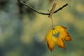 Yellow and orange leaf with cut out heart hanging on branch with clothespin