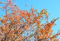Yellow and orange leafs on tree blue sky background. Royalty Free Stock Photo