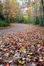 Yellow and Orange leaves line a country road in fall. Royalty Free Stock Photo