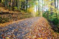 Yellow and Orange leaves line a country road in fall. Royalty Free Stock Photo