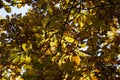 Yellow and orange leaves on oak tree in fall Royalty Free Stock Photo