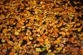 Yellow orange leaves puddle. Fallen colorful foliage in clear water. Royalty Free Stock Photo