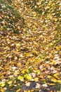 Yellow and orange leaves in a ravin Royalty Free Stock Photo