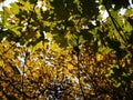 Trees in autumn, autumn in the park, maples and other trees