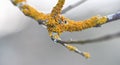 Yellow orange lichen growing on dry tree branch, closeup shallow depth of field detail Royalty Free Stock Photo