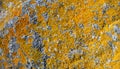 Yellow-orange lichen pattern on granite stone surface Royalty Free Stock Photo