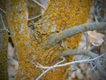 Yellow and Orange Lichen on tree bark, symbiotic combination of a fungus with an algae or bacterium, close up, macro in fall on th