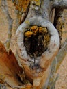 Yellow and Orange Lichen on tree bark, symbiotic combination of a fungus with an algae or bacterium, close up, macro in fall on th