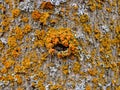 Yellow and Orange Lichen on tree bark, symbiotic combination of a fungus with an algae or bacterium, close up, macro in fall on th