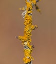 Yellow orange lichen, Xanthoria parietina, growing on a tree branch Royalty Free Stock Photo