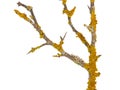Yellow orange lichen, Xanthoria parietina, growing on a tree branch Royalty Free Stock Photo