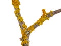 Yellow orange lichen, Xanthoria parietina, growing on a tree branch, isolated on white Royalty Free Stock Photo