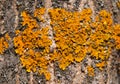 Yellow orange lichen, Xanthoria parietina, growing on a tree branch Royalty Free Stock Photo