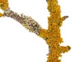 Yellow orange lichen, Xanthoria parietina, growing on a tree branch Royalty Free Stock Photo