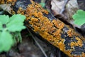 Yellow-orange lichens on an old wooden log