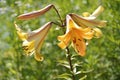 Yellow and orange lilium flowers Royalty Free Stock Photo