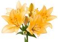 Yellow-orange lily flower, isolated on white background Royalty Free Stock Photo