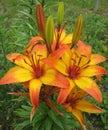 Yellow-orange Lily in raindrops Royalty Free Stock Photo