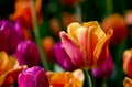 Yellow orange and magenta tulips blooming