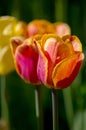 Yellow orange and magenta tulips