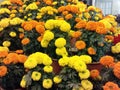 Yellow and orange many garden flowers