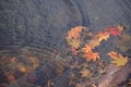 Yellow orange Maple leaf at Naejangsan Korea