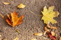 Yellow and orange maple leafs on the asphalt. Symbol of autumn - fallen leaf a background. Seasonal concept. Bright colors of Royalty Free Stock Photo