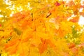 Yellow and orange maple leaves on autumn tree branch against bright sky Royalty Free Stock Photo