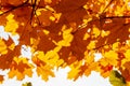 Yellow-orange maple leaves in the crown of a tree, view from below. Autumn maple leaves Royalty Free Stock Photo