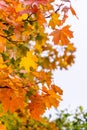 Yellow and orange maple leaves on a tree on a light background Royalty Free Stock Photo
