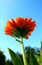 Yellow Orange Marigold Calendula blooming in garden, from below