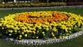 Yellow and Orange Marigold Flowers Circle Royalty Free Stock Photo