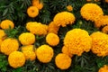 yellow and orange marigold flowers close up in the park Royalty Free Stock Photo