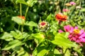 Yellow and orange marigold flowers in the garden in the fall Royalty Free Stock Photo