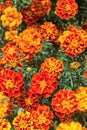 Yellow and orange marigold flowers in the garden Royalty Free Stock Photo