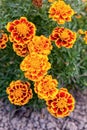 Yellow and orange marigold flowers in the garden Royalty Free Stock Photo