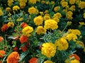 Yellow and orange marigold flowers after rain close-up. Celebration. The day of the Dead. Mexico Royalty Free Stock Photo