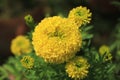 Yellow and orange marigold flowers & x28;tagetes& x29; in bloom Royalty Free Stock Photo