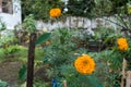Yellow and orange marigold flowers tagetes in bloom in Indian garden Royalty Free Stock Photo